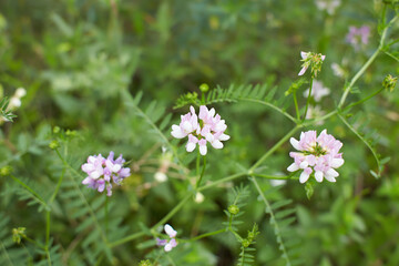 White flowers of Crownvetch in the garden. Summer and spring time.