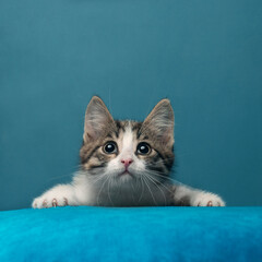 Plakat A kitten plays on a blue background