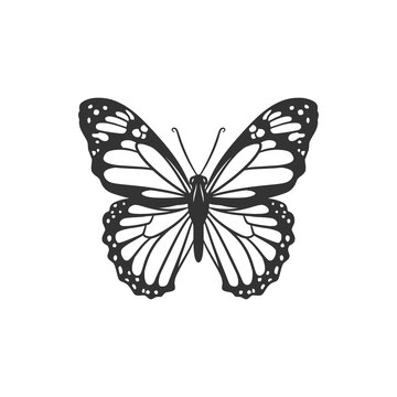 Beauty butterfly line art illustration black and white