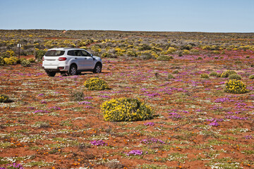 Namaqualand Flower Tourism 11606