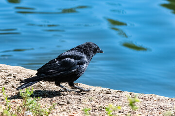 A black crow hopping near the lake, portrait
