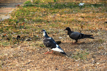 Many pigeons eating food on the cement floor.