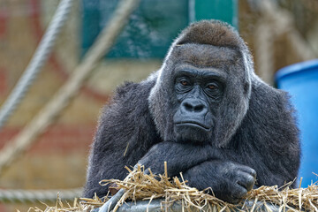 Obraz premium Gorilla