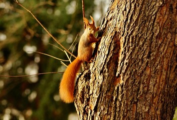 Eichhörnchen-Alarm