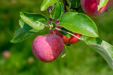 Apples Growing On The Neighborhood Tree In August