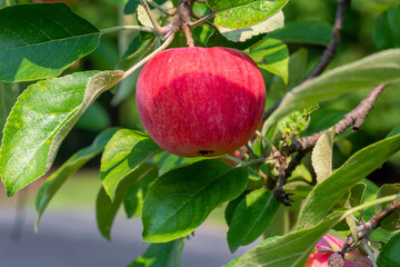 Apples Growing On The Neighborhood Tree In August
