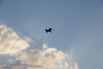 Seagull flying over mediterranean sea