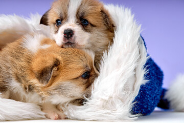 two lovely cute Pembroke welsh corgi puppy inside of christmas hats, happy new year and celebration concept. isolated purple studio background. close-up shot