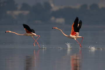 A pair of Greater Flamingos takeoff at Eker creek, Bahrain