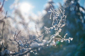 Winterimpressionen (Zweige und Blätter im Morgenlicht)