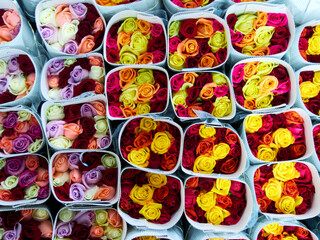 Roses in a special cold room with air conditioning. Refrigerator for flowers