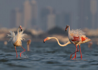 Greater Flamingos territory fight while feeding at Eker creek, Bahrain