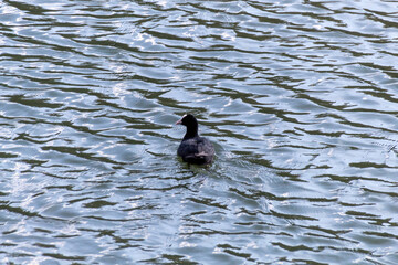 duck in the water
