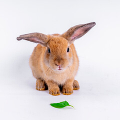 cute black and white rabbit isolated white background
