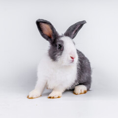 cute black and white rabbit isolated white background