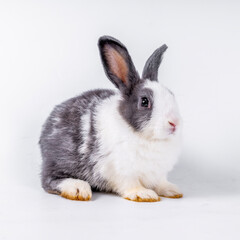 cute black and white rabbit isolated white background