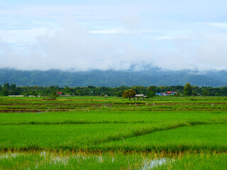 Fototapeta na wymiar In the farming season, there are many green rice fields in the fields. There are mountains and sky in the background.