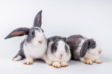 cute black and white rabbit isolated white background