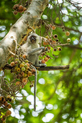 Verevt monkey eating fruit in a tree