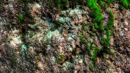 Beautiful Bright Green Moss. Stone and rock texture. Rocks full of the moss texture in nature for Wallpaper. Soft focus. Background