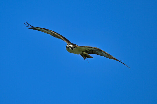 osprey in flight