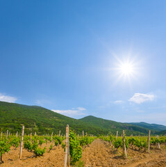 Fototapeta na wymiar vineyard in green mountain valley at sunny summer day