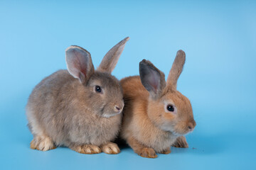 cute black and white rabbit isolated blue background..
