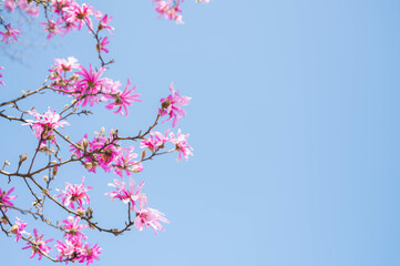 シデコブシの花と蕾