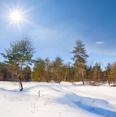 winter fir tree forest in snow under sparkle sun