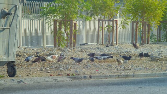 Pigeons by a dumpster next to a road 