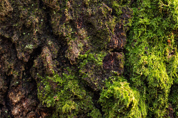 Lush mossy tree bark background