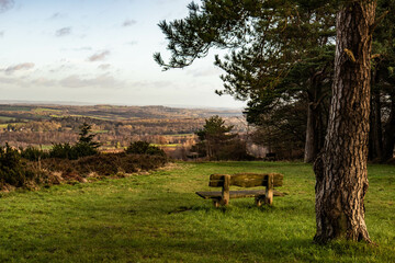Tranquil bench by a big tree overlooking the view of Ashdown forest
