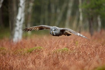 Strix nebulosa, Great grey owl
Puštík vousatý in fte flight
