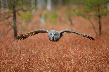 Strix nebulosa, Great grey owl
Puštík vousatý in fte flight