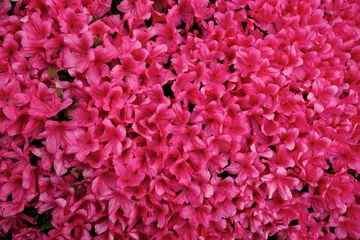 Photo sur Plexiglas Azalée 満開の真っ赤なツツジの花