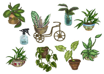 Fototapeta na wymiar Illustration of indoor plants of various shapes, colors and sizes with stands, decor and compositions