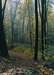 Obraz premium Buchenwald am Hang, gelblich grüne Stimmung