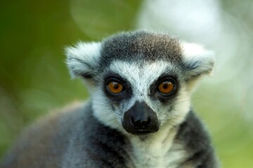 Ring-tailed Lemur - Lemur catta, beautiful lemur from Southern Madagascar forests. Closeup, portrait.