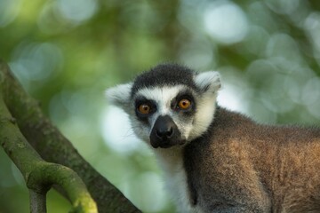 Obraz premium Ring-tailed Lemur - Lemur catta, beautiful lemur from Southern Madagascar forests. Closeup, portrait.