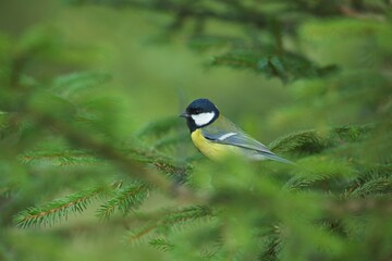 The great tit (Parus major), sýkora koňadra, close portrait in autumn colors, Closeup, super resolution