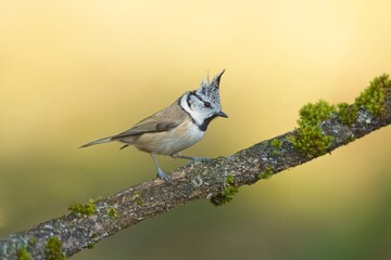 Crested tit (Parus cristatus), sýkora parukářka, closeup, in autumn colors. best light, super resolution