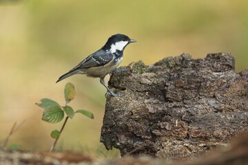 Coal tit, (Parus ater), sýkora úhelníček on the branch in autumn colors