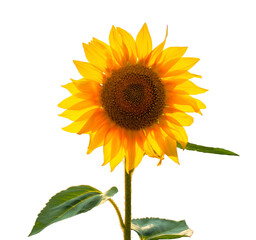 Sunflower transparent background - 561062124
