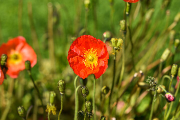 Beautiful wildflowers in the meadow, wild flowers and poppies on a sunny day.