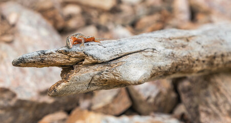close up of a lizard on a tree brunch - 561062145