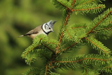 Crested tit (Parus cristatus), sýkora parukářka, closeup, in autumn colors. best light, super resolution