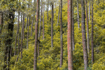 pine tree forest. towering tree. pollution-free nature, the atmosphere is still beautiful, cool and fresh. no one.