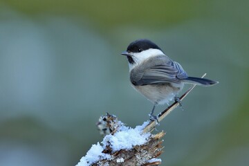 Marsh Tit, Poecile palustris, sýkora babka on a branch, closeup in winter colors