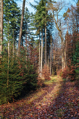 Kleiner Mischwald mit Buchen, Fichten und Nachwuchs