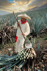 Jimador working on cutting agave to make tequila.
